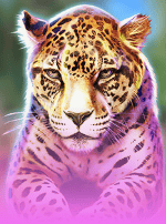 Big Cat Rescue Megaways-bg