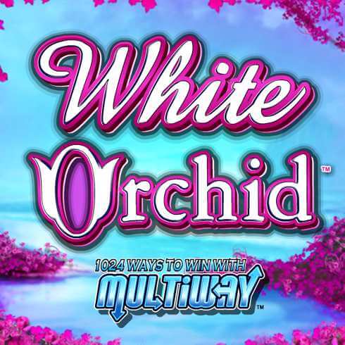 White Orchid