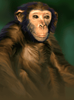 Jungle Conquest